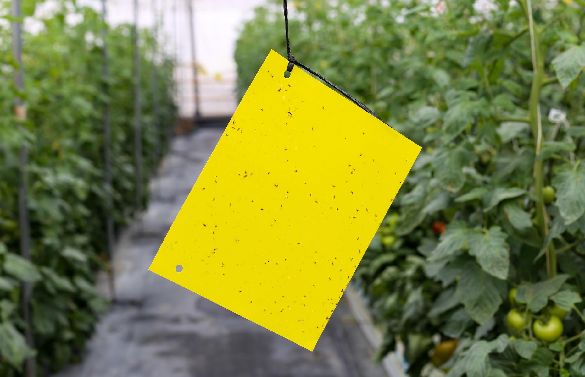 Greenhouse whitefly: treatment